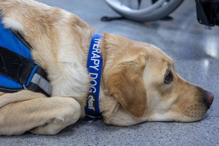 We start dog-assisted therapy at the Institut Guttmann