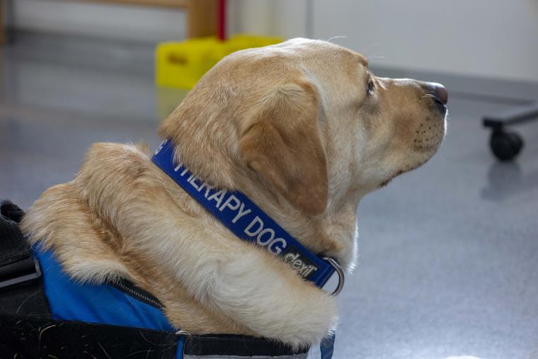 Elanco, the company that has brought Zen to the lives of our patients