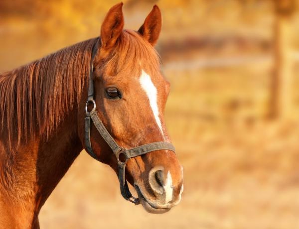 Introduction to adapted dressage