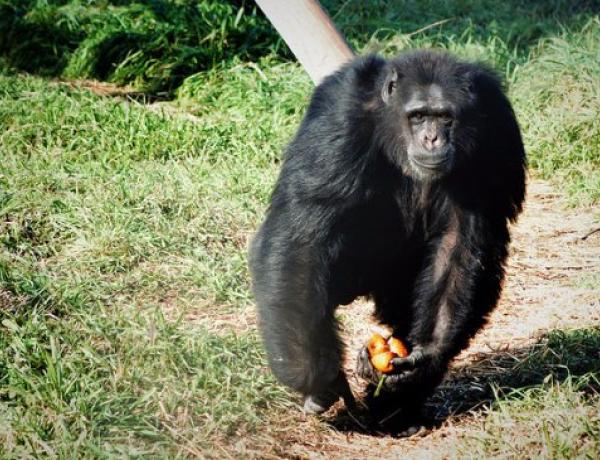 Visiting the chimps. Meeting chimpanzees